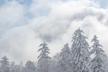Wall Mural - tall snow fir trees and large white clouds in winter landscape