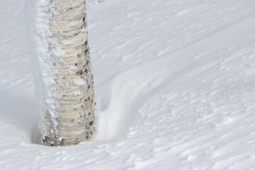 Birch tree trunk surrounded by fresh white snow