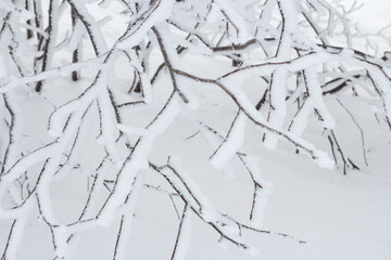 Wall Mural - close up of snow covered tree branches
