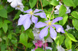 Beautiful blue clematis Luther Burbank flowers on garden green fence