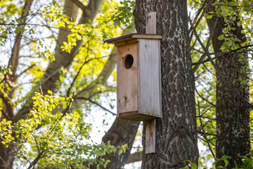 Wall Mural - Wooden tree house for an owl in the forest. Birdhouse