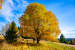 A lone tree with golden leaves stands out in a sunlit meadow, surrounded by the tranquil beauty of an autumn landscape.