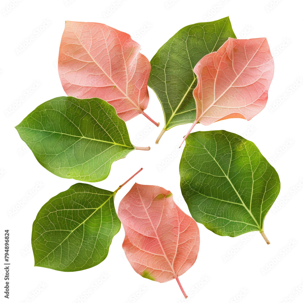 a-vibrant-close-up-shot-showcases-the-fresh-leaves-of-the-gular-golar