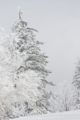 Wall Mural - tall bright white snow covered trees on a mountain
