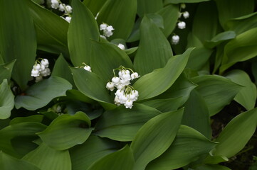 Wall Mural - Brin de muguet premier mai fête du travail