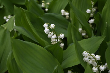 Poster - Brin de muguet premier mai fête du travail