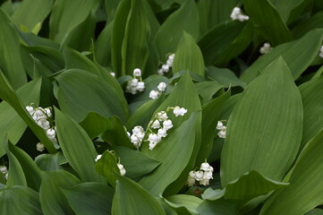 Wall Mural - Brin de muguet premier mai fête du travail