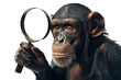 Chimpanzee with magnifying glass isolated on transparent background