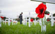 White crosses and red poppies at Anzac Day commemoration. Out-of-focus people paying respect to fallen soldiers. Auckland. New Zealand.
