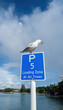 Seagull shouting from the top of 5 minute parking sign post. Takapuna beach. Auckland. Vertical format.