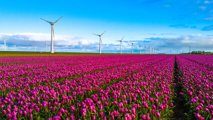 Windmill park in the Netherlands in Spring with blooming tulip flowers, drone aerial view of windmill turbines generating green energy electrically, carbon neutral zero emissions