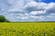 agricultural rapeseed field under a cloudy summer sky