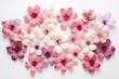 Cherry Blossom Gradient Tints: Subtle Light Flower Gradations