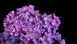 lilac flowers in drops of water isolated on black. close up