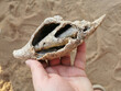 old sea shell in human hand
