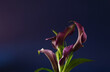 purple calla lily on dark background close up