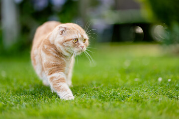 Wall Mural - Young playful red Scottish Fold cat relaxing in the backyard. Gorgeous striped peach cat with yellow eyes having fun outdoors in a garden or a back yard.