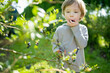 © MNStudio - Cute little boy picking fresh berries on organic blueberry farm on warm and sunny summer day. Fresh healthy organic food for small kids.