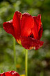 Bright red tulip flower under dew drops in the rainy garden. Floral background.