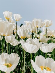 Wall Mural - white and yellow tulips