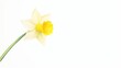 A single daffodil on a white background.