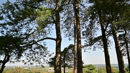 Wall Mural - lickey hills country park west midlands england uk