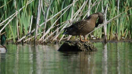 Poster - Mallard, Anas platyrhynchos, birds on lake at spring time