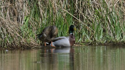 Sticker - Mallard, Anas platyrhynchos, birds on lake at spring time