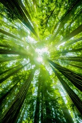 Poster - rays of light in the forest