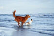 Nova Scotia Duck Tolling Retriever and a white and brown Jack Russell Terrier play in shallow ocean waters