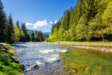 Fototapeta Góry - river flows through the valley of carpathian mountains. shallow water reveals stones. synevyr national park of ukraine. beautiful landscape in spring on an sunny morning