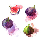 Fototapeta Tęcza - Hand drawn watercolor fig fruit illustration set with artistic paint stain.