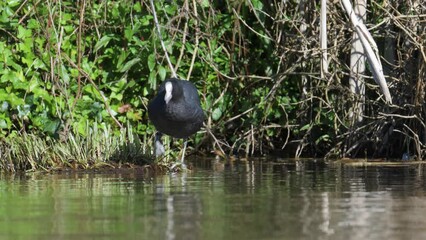 Wall Mural - Eurasian Coot or Common Coot, Fulica atra on the water at spring time