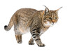 Wildcat on a Transparent Background