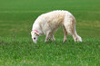 A white Russian greyhound runs across a field with green grass while walking outside the city.