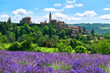 Lavender field in bloom near with the Sale San Giovanni village on the background, Langhe region, Piedmont, Italy, Europe