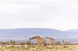 two giraffes walking across the savanah on safari in the Masai Mara in Kenya