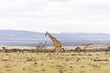 wild giraffe walking across the savanah on safari in the Masai Mara in Kenya