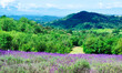 Lavender field in bloom near the village of Sale San Giovanni, Langhe region, Piedmont, Italy, Europe