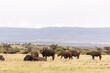 herd of buffalo on safari in the Masai Mara in Kenya