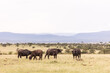 herd of buffalo on safari in the Masai Mara in Kenya
