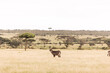 water buck on safari in the Masai Mara in Kenya
