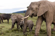elephant and babies eating grass in the savanah on safari in the Masai Mara in Kenya