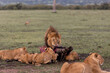 lion eating a wildebeast kill on safari in the Masai Mara in Kenya