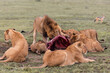 pride of lions eating a fresh wildebeast kill on safari in the Masai Mara in Kenya