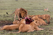 pride of lions devouring a kill on safari in the Masai Mara in Kenya