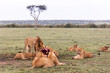 pride of lions devouring a kill on safari in the Masai Mara in Kenya
