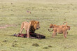 Lion protecting his wildebeast kill from other lions in the masai mara, kenya