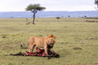 lion looking to protect his kill on safari in the Masai Mara in Kenya