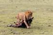 lion dragging his bloody kill through the savanah on safari in the Masai Mara in Kenya